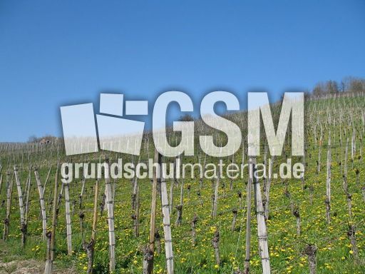 Weil am Rhein Weiler Weinweg 007.jpg